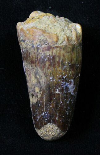 Large Cretaceous Fossil Crocodile Tooth - Morocco #18955